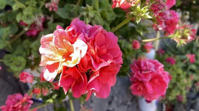 Pink geranium flowers in a spring garden close up. Blooming Pelargonium hybridum. Ornamental plants concept,4K	