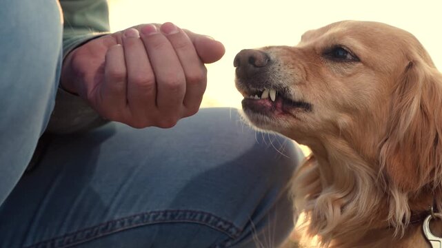 Loving owner strokes fluffy cocker spaniel dog head sitting in dusk park man owner pets dedicated cocker spaniel dog in park man strokes dog companion in sunset field on country weekend closeup