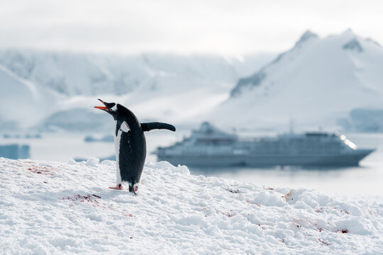 View of a Gentoo penguin vocalizing on a snowy ridge with a large cruise ship and majestic snow-capped mountains in the background Antarctica.