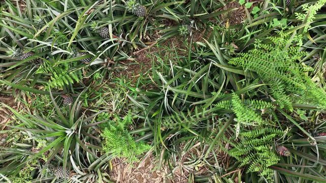 Aerial Shot of Pineapple Crop Field