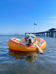 Obraz premium Funny Labrador retriever wearing dog sunglasses relaxing on inflatable donut ring in calm tropical water. Summer vacation scene with dog floating near pier and sailboat.