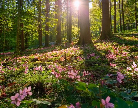 a sunlit forest floor with pink flowers blooming amidst lush greenery