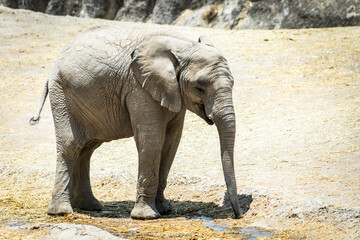 africam 2026 © isaac_l_mesa