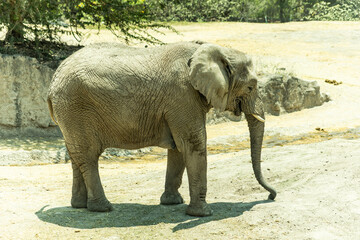 africam 2026 © isaac_l_mesa