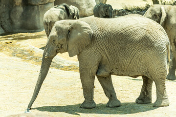 africam 2026 © isaac_l_mesa