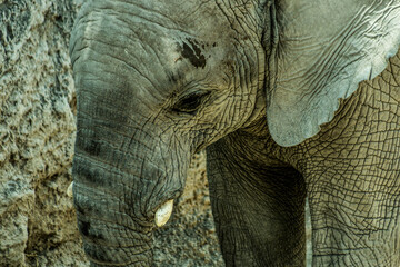 africam 2026 © isaac_l_mesa