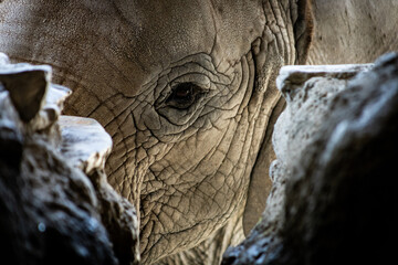 africam 2026 © isaac_l_mesa