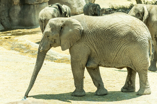 africam 2026