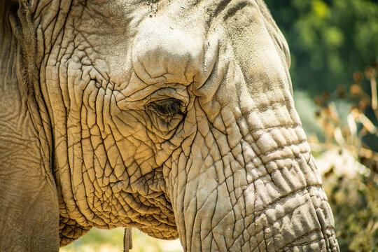 africam 2026