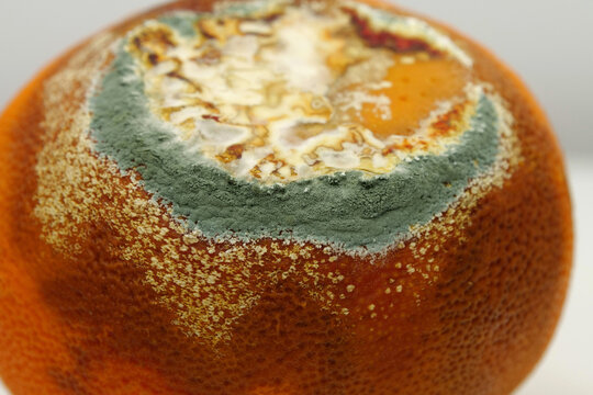 Overripe and rotten mandarin. Rotten tangerine covered with mold