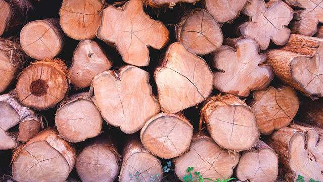 Textured background of stacked wooden logs showcasing natural timber grain patterns and concentric rings in a lumber yard or forestry industry setup.