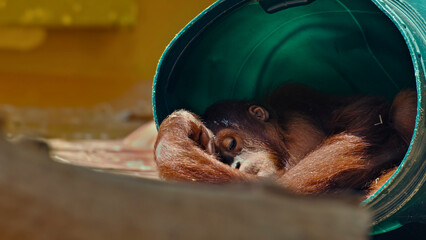 Baby orangutan resting inside a plastic container at a zoo © WILL PHOTOGRAPHY