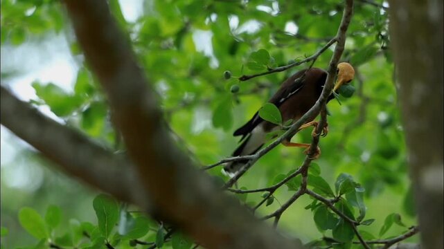 Bald-headed myna collecting leaves to make a nest