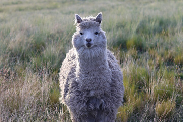 Naklejka premium White Huacaya alpaca in a sunlit high-Andean meadow