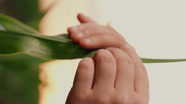 corn agriculture, close-up child hand, green leaf corn sunset, childhood farm, child life farm, hand touching green leaves sprouts field sunset, rural land concept, child kid agriculture, eco children