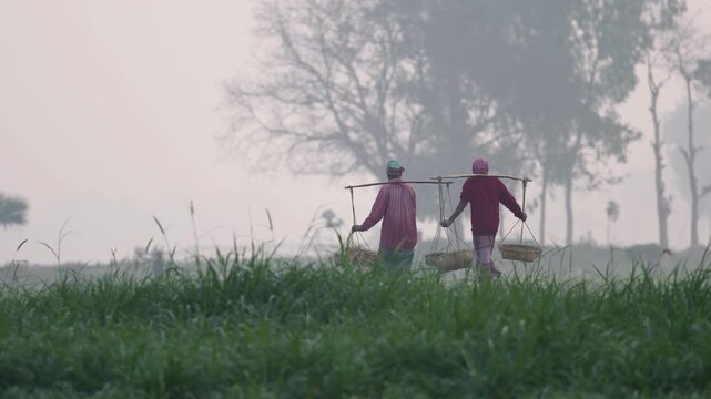 Bogura, Bangladesh - 19 February 2026: View of two farmers carrying baskets on shoulder poles through a misty green field with a large tree in the background.