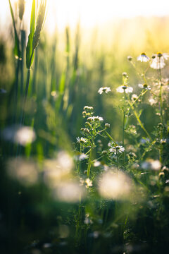 Kamillenbl&uuml;ten am Feldrand in der Abendsonne