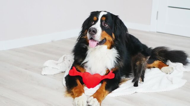 A large Bernese Mountain Dog and a small calico kitten lying together on a white blanket in a cozy room.
