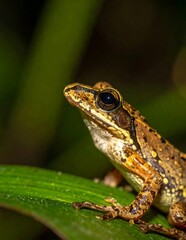 Obraz premium Spotted Brown Frog Resting on Green Leaf in Natural Forest Setting