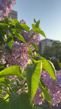 A slow pan shot from the noble pale lilac-pink lilacs toward the sunrise