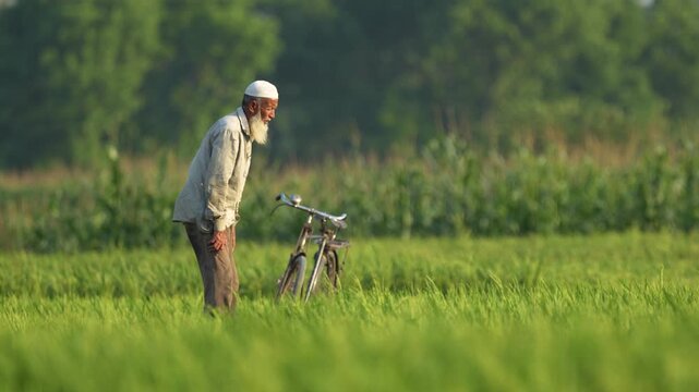 Bogura, Bangladesh - 13 April 2026: View of an elderly man with a white beard standing next to his bicycle in a lush green rice field during a sunny day.