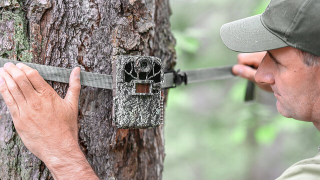 Attaching the camera trap to the tree trunk. Camouflage digital trap with motion pir sensor and infrared flash used for wildlife observation or scientific research.