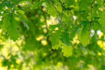 Obraz premium Green fresh leaves on the branches of an oak close up against the sky in sunlight. Care for nature and ecology,