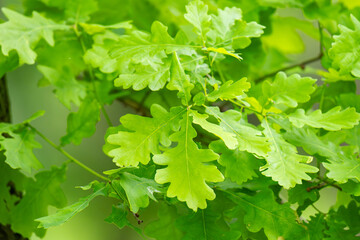 Fototapeta premium Green fresh leaves on the branches of an oak close up against the sky in sunlight. Care for nature and ecology,