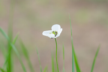 Fresh glade with white poppy © ksena32