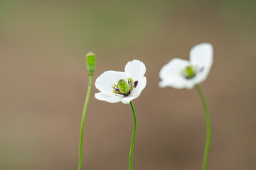 Fresh glade with white poppy © ksena32