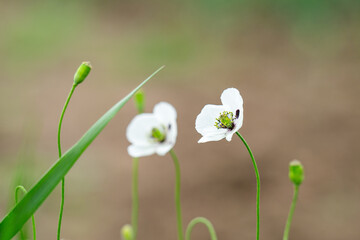Fresh glade with white poppy © ksena32