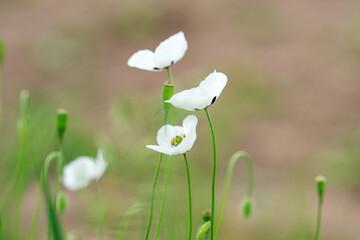 Fresh glade with white poppy © ksena32