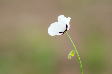 Fresh glade with white poppy © ksena32