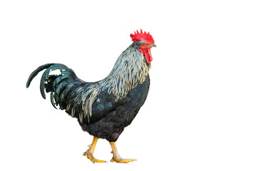 rooster standing © ksena32