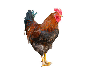 rooster standing © ksena32