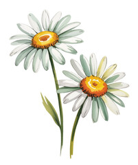 Fototapeta premium Hand painted chamomile daisy duo isolated on white background.
