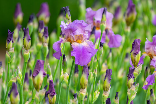 Blooming iris flower