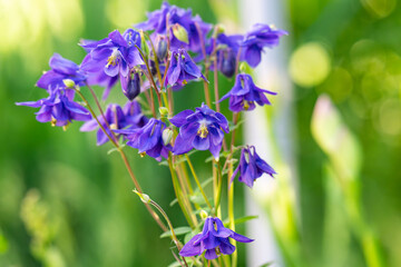 Obraz premium A close-up of a columbine flower with small buds and leaves.