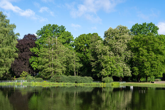 lake in the park