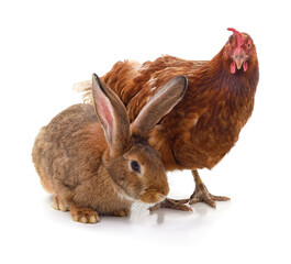 Brown rabbit and brown hen together. © voren1