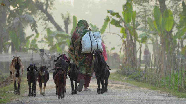 Bogura, Bangladesh - 11 February 2026: View of a woman carrying a large bag while herding a group of goats along a misty rural road lined with banana trees.