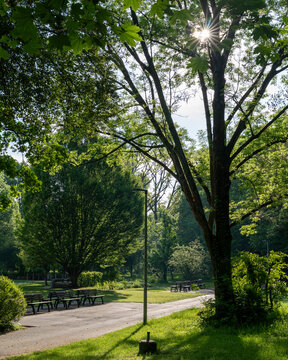 trees in the park