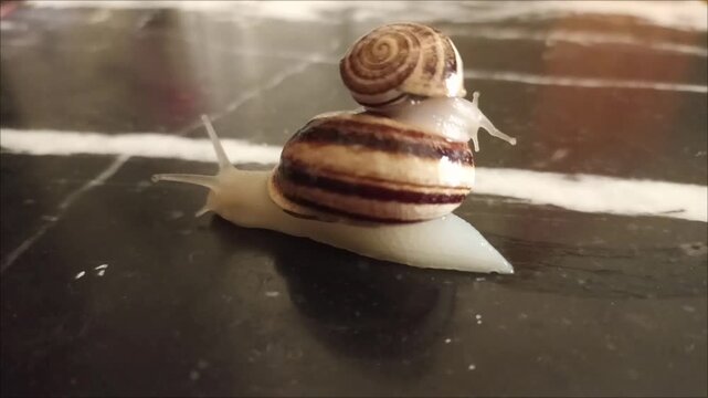 Two land snails crawling on top of each other close up
