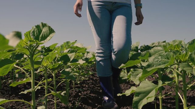 farmer touches green leaf sunflower, farmer walks rubber boots along rows crops farm, agriculture, sunflower farm field lifestyle landscape, seeds, weeds, growing out from soil, land, sprout, row