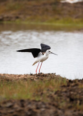 Obraz premium Black-winged Stilt Performing Broken-Wing Display Near Lake. Shorebird Feigning Injury at Lakeshore Wetland Habitat.