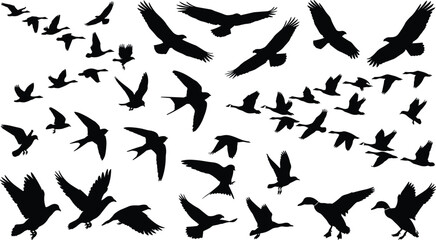 Flock of flying birds silhouettes vector set with migrating ducks geese eagles and swallows on white background © MD
