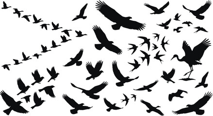 Obraz premium Flock of flying birds small silhouettes set with pigeons gulls swallows and crows isolated on white background