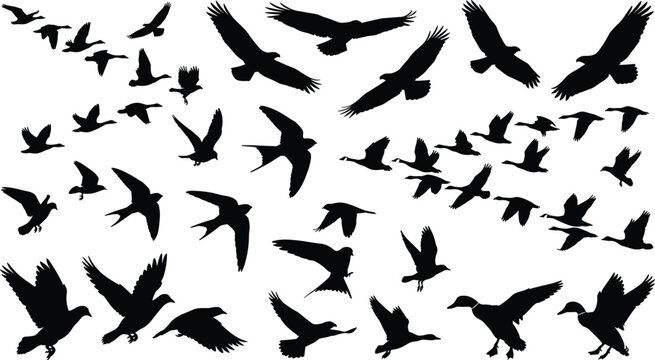 Flock of flying birds silhouettes vector set with migrating ducks geese eagles and swallows on white background