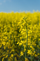 Obraz premium Close up of yellow blooming rapeseed plant in a canola field