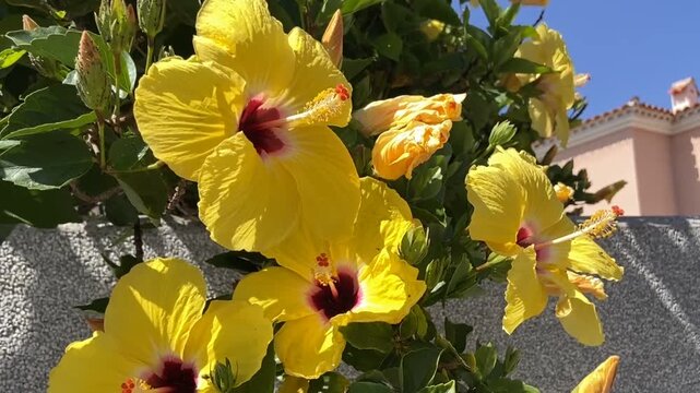 Hibiscus rosa-sinensis with yellow flowers also known as Chinese hibiscus,China rose, Hawaiian hibiscus, Rose mallow in tropical garden of Tenerife,Canary Islands,Spain,4K.